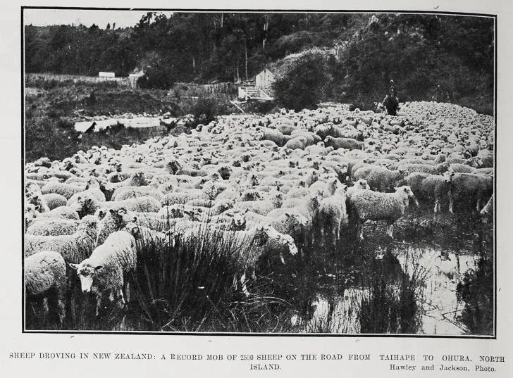 Sheep Droving In New Zealand