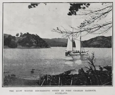 Image: THE SCOW WINNIE DISCHARGING SHEEP IN PORT CHARLES HARBOUR, AUCKLAND