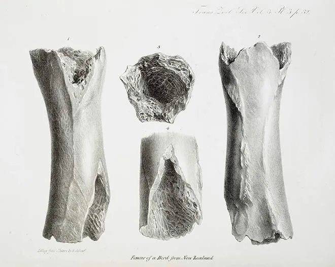Moa bone