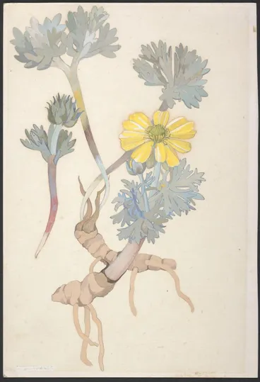 Image: Ranunculaceae - unnamed specimen