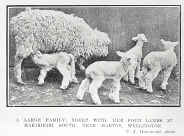 Image: A Large Family