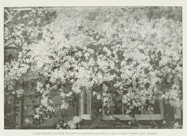 Image: A marvellous cluster of native clematis growing at Mr Angove's home, East Tamaki