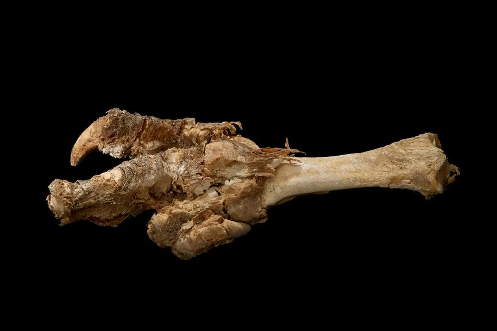 Upland Moa, Megalapteryx didinus