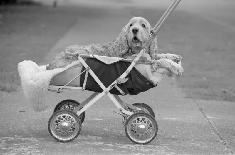 Orquist Family Dog, Judge