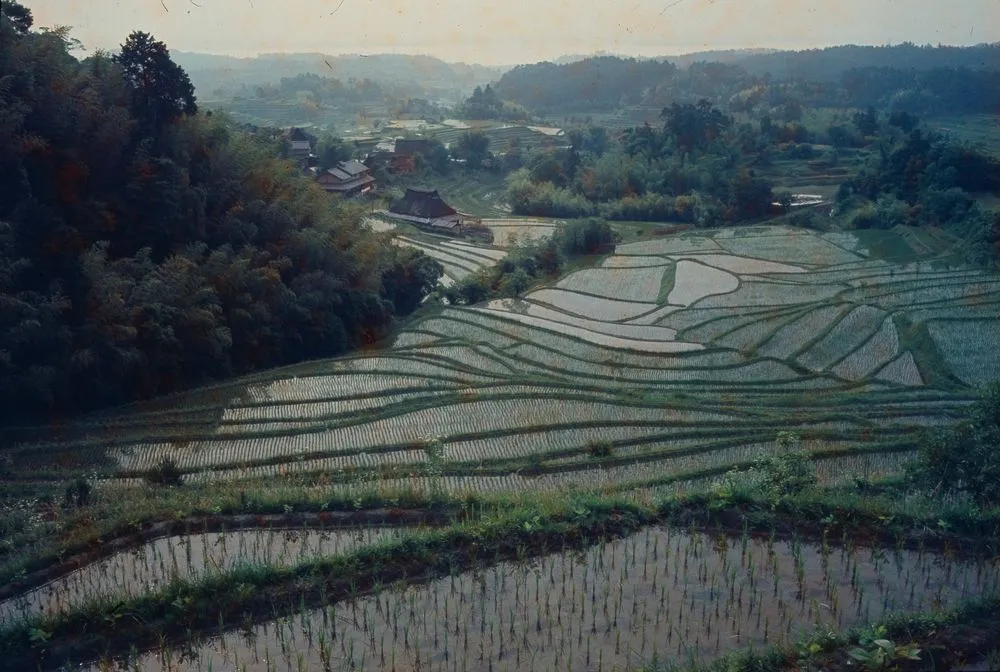 Japan Series: Ogimura District near Lake Bewa