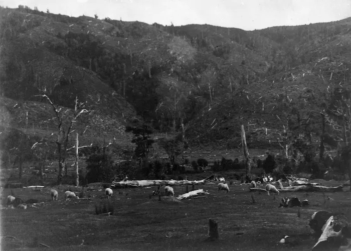 Cleared land, Wainuiomata