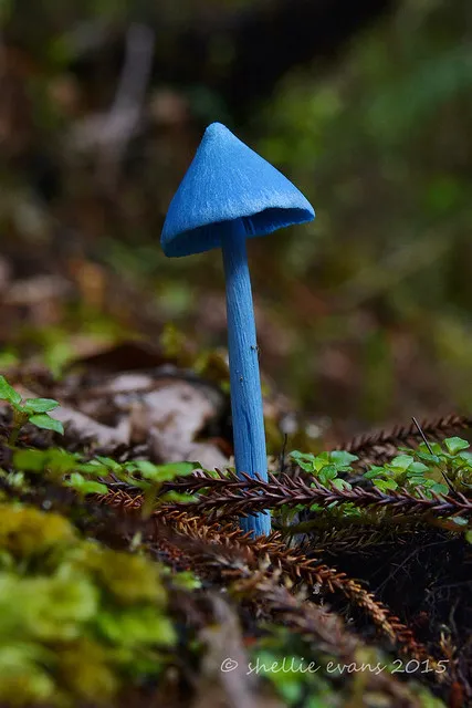 Sky Blue Mushroom (Entoloma hochstetteri)  Lake Kaniere, West Coast