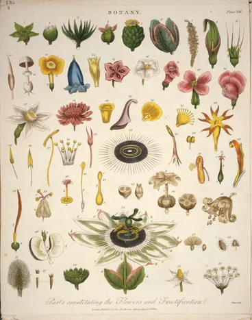 Image: Pass, John, active 1770?-1830s [engraver] :Parts constituting the flowers and fructification. Botany. Plate VIII. Pass sculp. London, J. Wilkes, July 29th 1799.