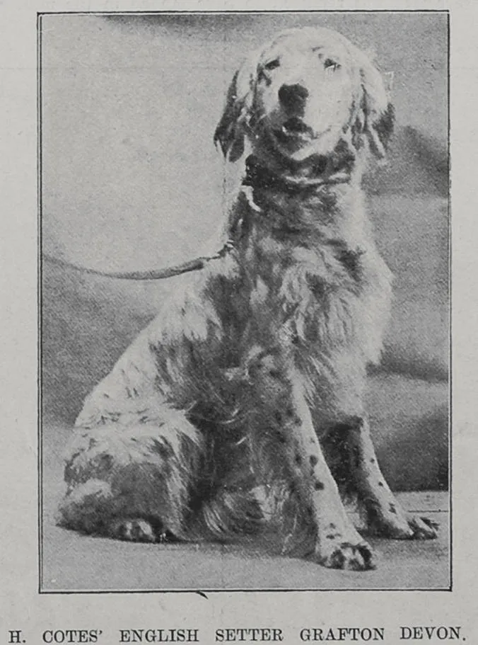 H Cotes' English Setter dog 'Grafton Devon'
