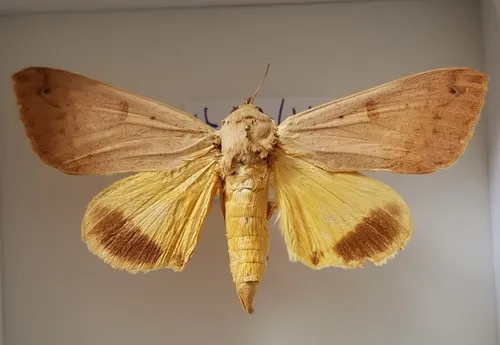 Guava Moth