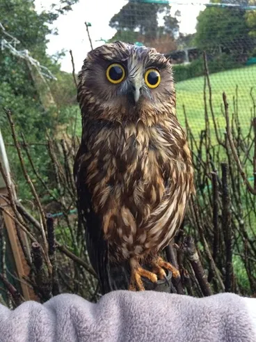 Image: Morepork