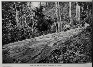 Image: SAWING THE TREE INTO LOGS FOR TRANSMISSION TO THE MILL