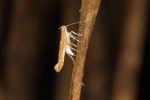 Pyroderces apparitella