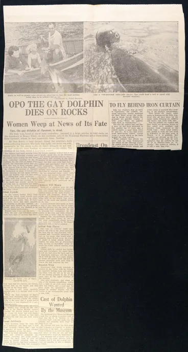 Image: Opo the gay dolphin dies on the rocks