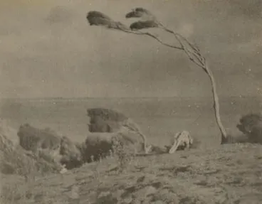 Nature's weathervane Image: Nature's weathervane