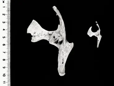 Fossil remains of the giant iguana Lapitiguana impensa Image: Fossil remains of the giant iguana Lapitiguana impensa