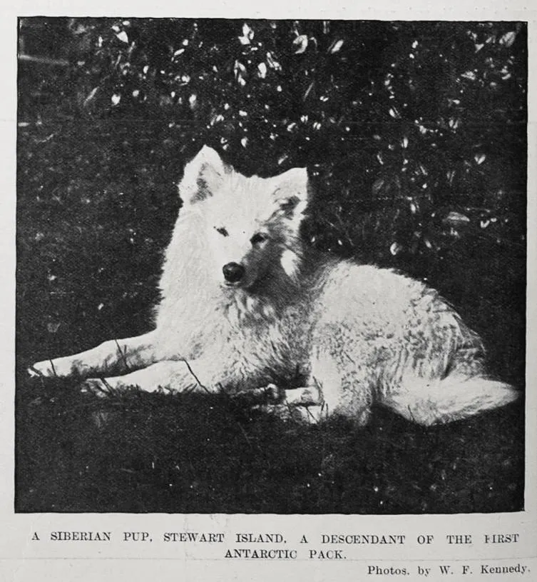 A SIBERIAN PUP, STEWART ISLAND, A DESCENDANT OF THE FIRST ANTARCTIC PACK