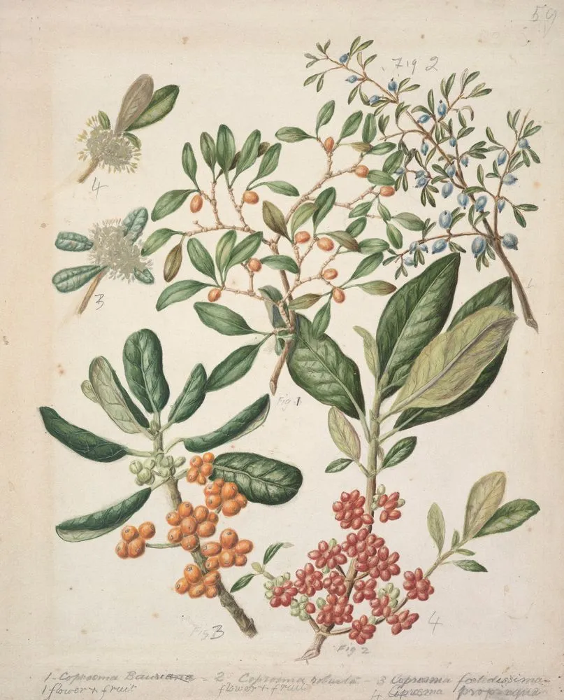 Coprosma repens.(Taupata. Looking glass plant); Coprosma robusta.( Karamu); Coprosma foetidissima.(Stinkwood); Coprosma propinqua.(Mingimingi).