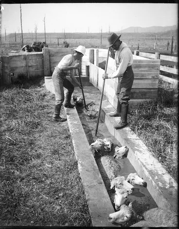 Image: Sheep dipping on the Adkin farm in Levin