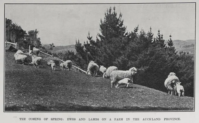 THE COMING OF SPRING: EWES AND LAMBS ON A FARM IN THE AUCKLAND PROVINCE