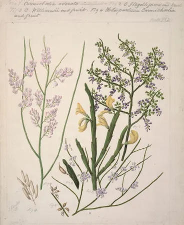 Image: [Carmcelia odorata; C.flagelliformis and fruit; C.Williamsii and fruit; Notospartium carmichoelia and fruit.]