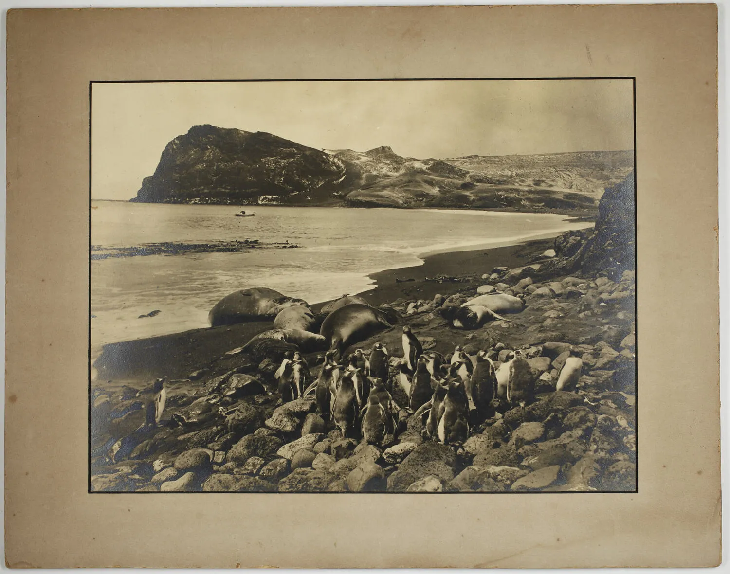 Photograph - 'Sea Elephants & Gentoo Penguins, Crozet Islands', BANZARE Voyage 1, Antarctica, 1929-1930