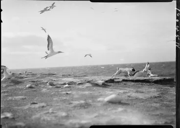 Image: Dog chasing gannet