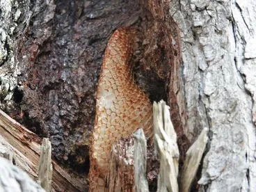 Image: Western Honey Bee