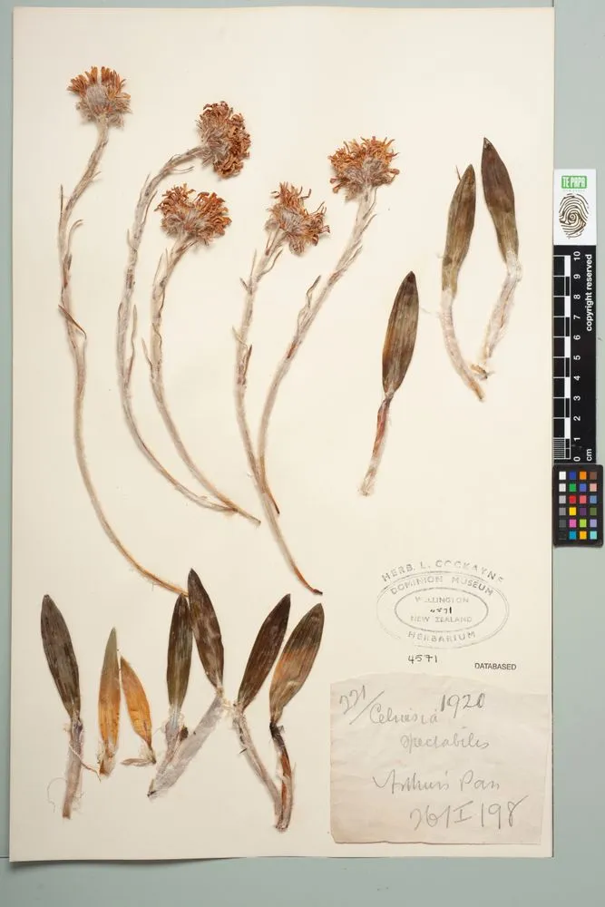 Common mountain daisy, Celmisia spectabilis Hook.f.