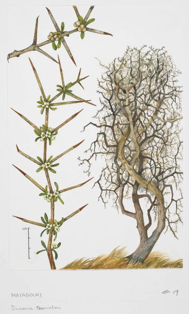 Watercolour illustration of matagouri (Discaria toumatou), Plate 19 in 'New Zealand Native Trees 2'.; Adams, Nancy