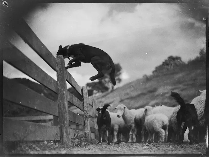 Dog hurdling rails, Mangamahu
