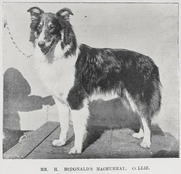Image: Some of the leading prize winners at the Auckland Kennel Club's Annual Show, August 2nd and 3rd, 1901