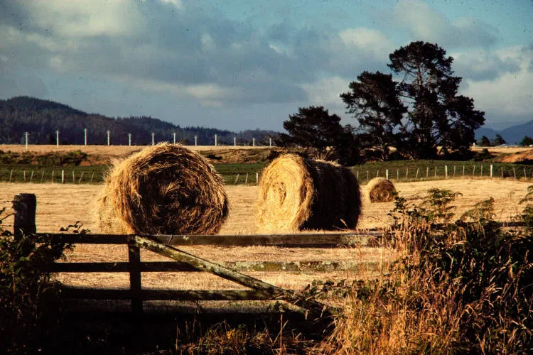 Hay making, Rotorua