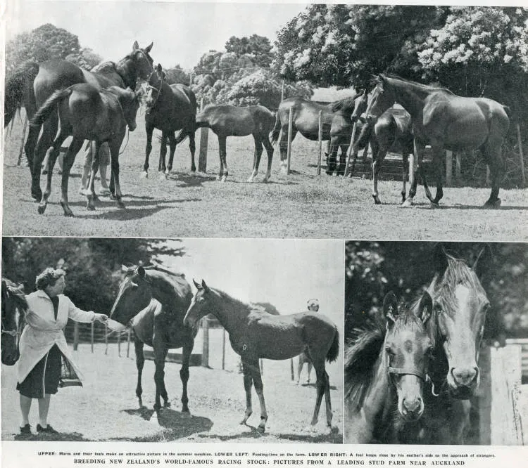 Breeding New Zealand's world-famous racing stock: pictures from a leading stud farm near Auckland