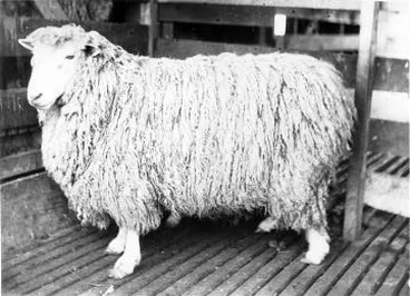 Image: A sheep at Eparaima Station