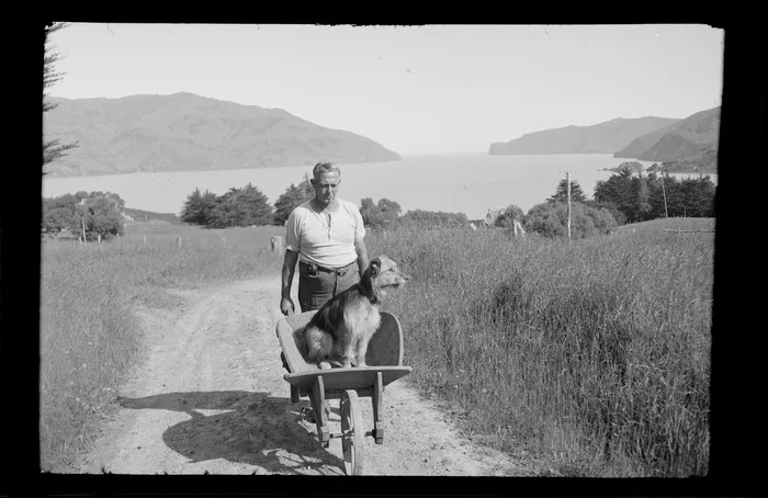 Unidentified man pushing dog in wheelbarrow, with view of bay in background, rural farmland, Kaituna area, Banks Peninsula, Canterbury
