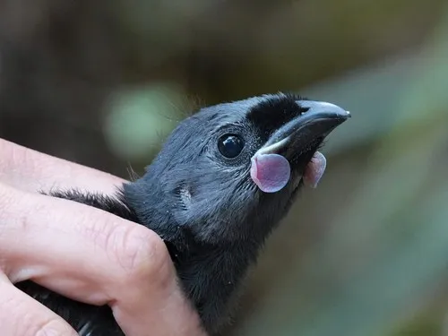 North Island Kōkako