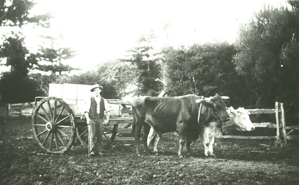 Patua Co-operative Dairy Company Limited. Milk supplier, circa 1910