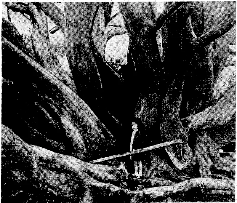 Scenes at'.Nanldng^ China's ■much-battered ■ capitalicily._h Topi left," an eleclricahindicalbr'' bbardJ- smashed 'by a'rJapanese bomb-.which 'hit thecentre'of'<tße: power■fplant \on. the, outskirts''of "'the* city •: shortly after'the, city-was: invested.-Toplahd:'; bottom} right,\ Chinese] soldiers ' examining {''lh'e\'itangled''jsteelwdfk -of^a, (Japanese \bomber-brought down by anti-aircraft\guns.; : Bottom left}the'-Ministry- of;Communi. cations, one "of-,lHe-m]myy Government', Departmental 'buildings.set [up in Nankingrsiiice:jtWecame)thetcapital':of China: Bottom cenlr.e,-lhe;.flatiroof'iof/the^city's hospital,fgivinga.clear indication'of ■■-' ...'' ■■■.-/ -the nature, of'the'JbuildirigJ. ' These;are'tfie. roots of ''a'h'uge;pohutukawa^iree^ east coast'of-the'North Island. The spreading branchesof'i this famous1, tree stretch, out.in>all<'directions . • ' fromdheseigiganiic-TOptsj ■ \.. , •, ~.-,, ~..->..,. ; (Evening Post, 15 December 1937)