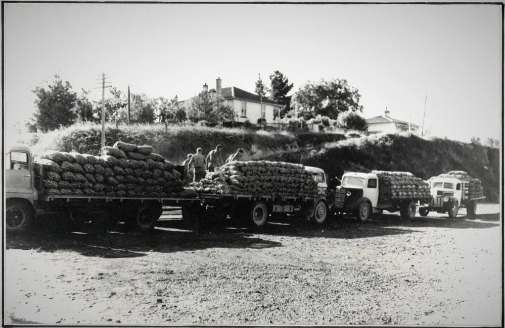 Farm produce at Katikati