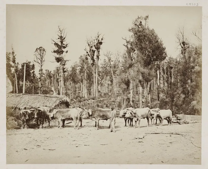 Bullock team hauling logs
