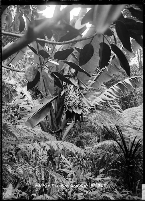Waiata Tropical Gardens, Birkenhead, Auckland