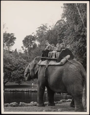 Image: Children riding on an elephant at the Auckland Zoo