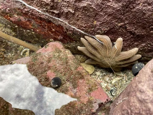 Reef Sea Star