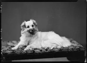 Image: Young, Dog