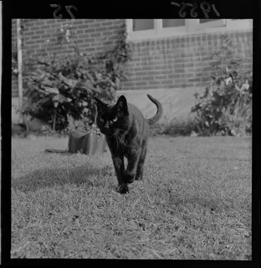 Image: Twenty year old cat