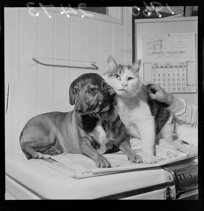 Cindy a dachshund terrier cross and Tibby the cat at the SPCA, Wellington