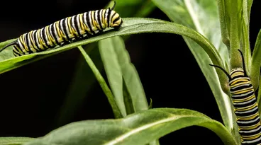 Monarch Image: Monarch