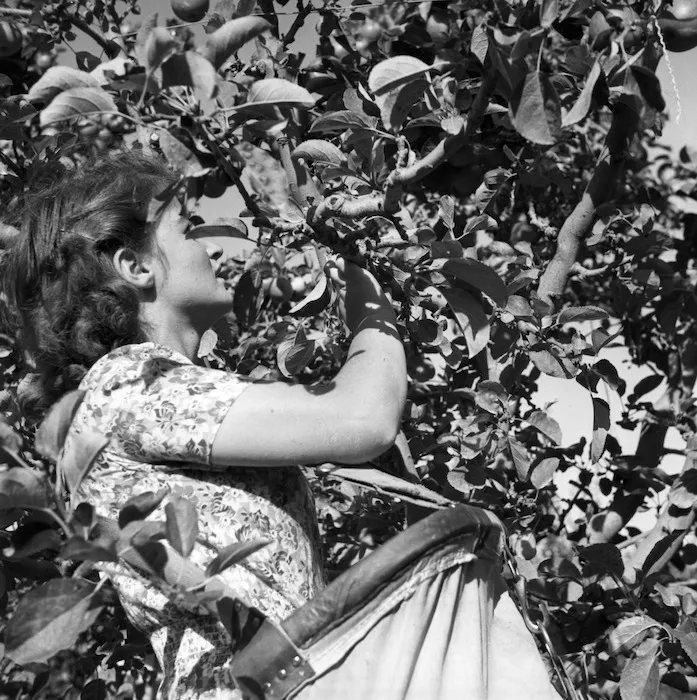 Woman picking apples in the Nelson district