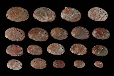 Haliotis virginea crispata